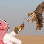 Man with falconry in saudi arabia desert